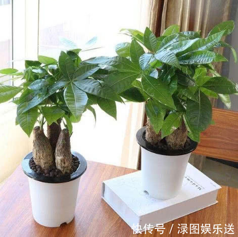 浇水|“一浇水”花就黄叶、烂根,学会3个方法,放心浇水,叶绿朵花艳