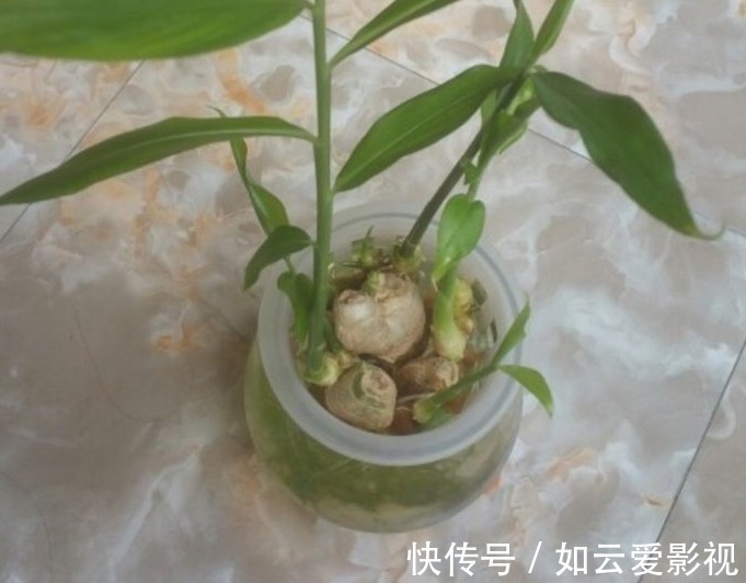 自来水|吃不完的老姜这么一盆栽,来年就能收获新姜,平时堪当驱蚊剂