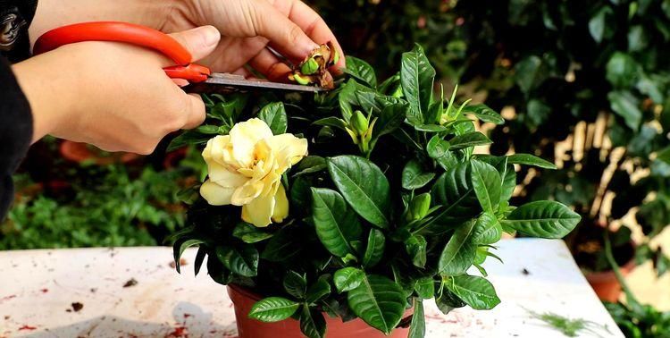 太阳花|5种漂亮花，夏天要“强剪”，剪的狠，花枝多，开出一盆花