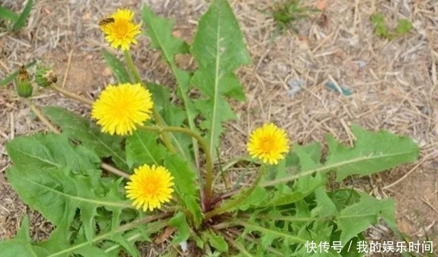烦恼|提醒:路边看到此野草,一定要摘回家,解决大多数人的烦恼!