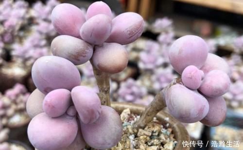 花盆|给桃蛋老桩多肉配盆是技术活,配好了锦上添花,配不好则影响颜值