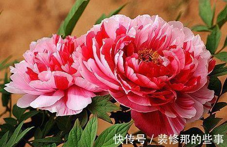 香味|春节过后养这几款植物在家里,娇小不占地,香味十分浓郁
