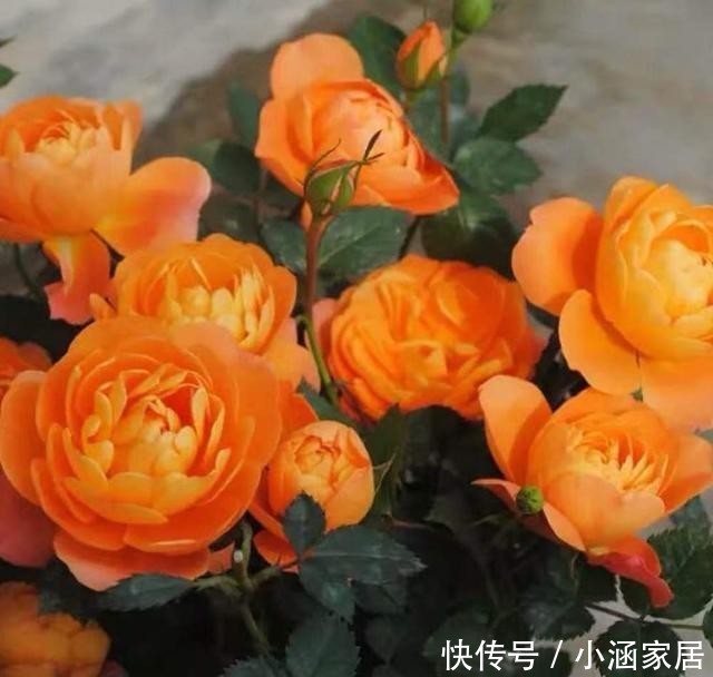 养护|超好养的月季“果汁阳台”,只需这4招,一不小心就爆盆!