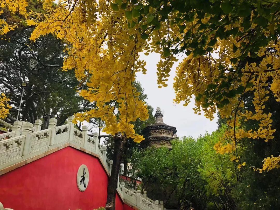  门头沟|古寺有灵知秋日，芳华无限在戒台——到门头沟最美的寺庙打卡