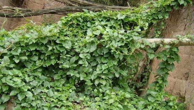 藤三七|房后一种野草,名为“藤三七”,请辨认好,当今146元一斤