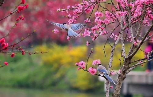  青普赏花季｜烟花三月，能不忆江南？