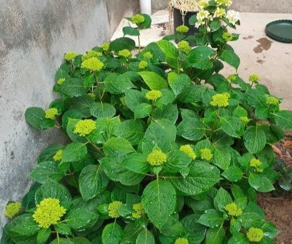 枝条|绣球开花少或者不开花别急,明年就可以笑了