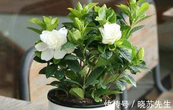 冬天养2种花,一定不能太保暖,做错了,小心来年没花赏