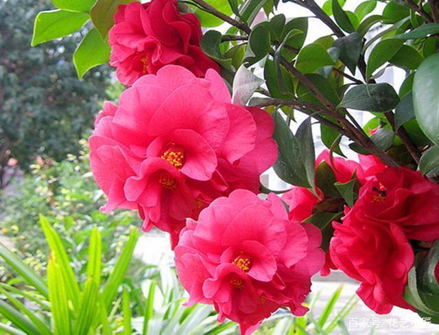 此花开品“惊艳”，比牡丹还美，花开一冬天，摆在家里上档次