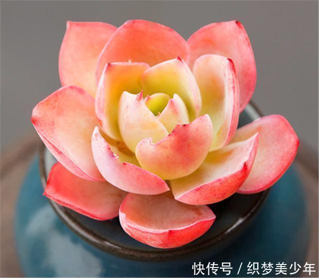 5种莹白如玉的白的白色多肉,洁白无瑕纯洁典雅,新手也能养得好