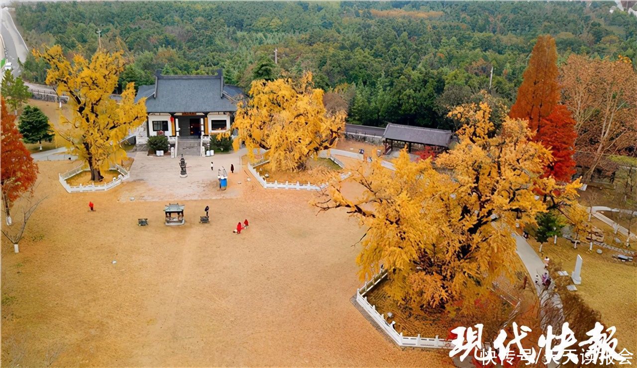 银杏|美了1500年，南京惠济寺三棵古银杏再迎颜值巅峰