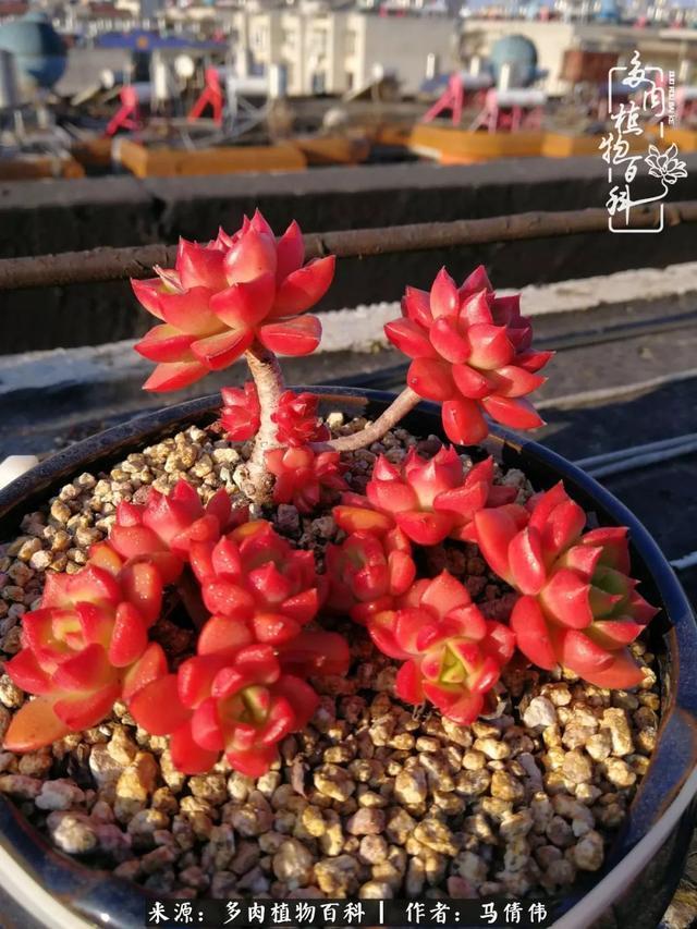 养多肉如同种下希望，因为美丽总在下一个季节！
