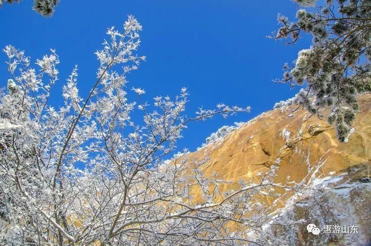 泰山银装素裹后石坞，雪松玉树赛仙境！