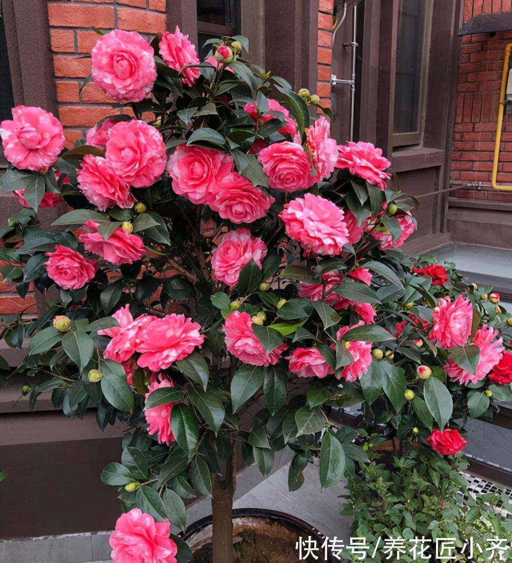 秋季修剪有“风险”,家中养的5种花不能剪,否则明年没花看