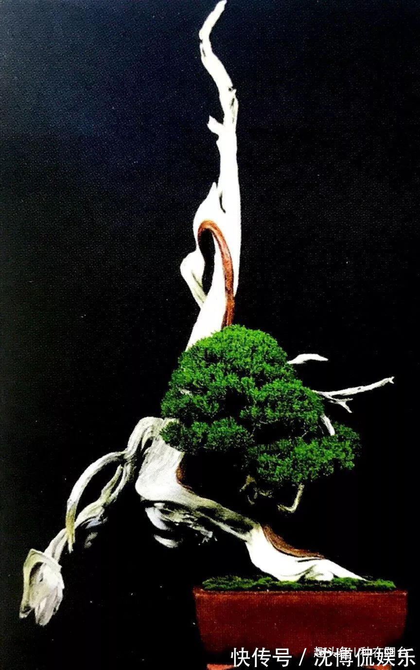 台友们|老实交代，你们觉得盆景制作步骤太难记吧那就念这十字箴言咯！