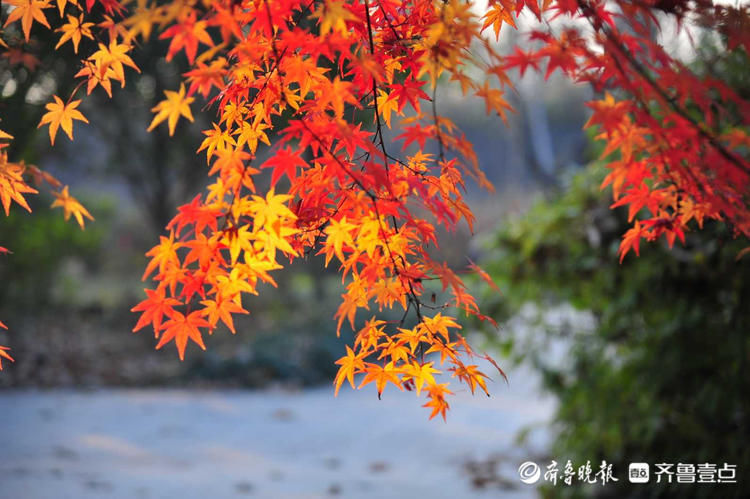 初冬的一抹红！日照沭河公园绚烂五角枫，迎风摇曳别样美|情报站| 五角枫