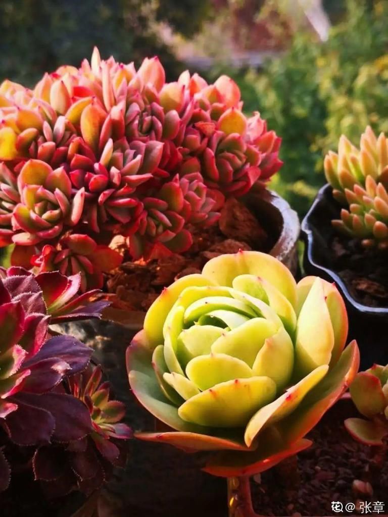 寒潮过后，多肉美出天际，颜色鲜艳明亮，真馋人！