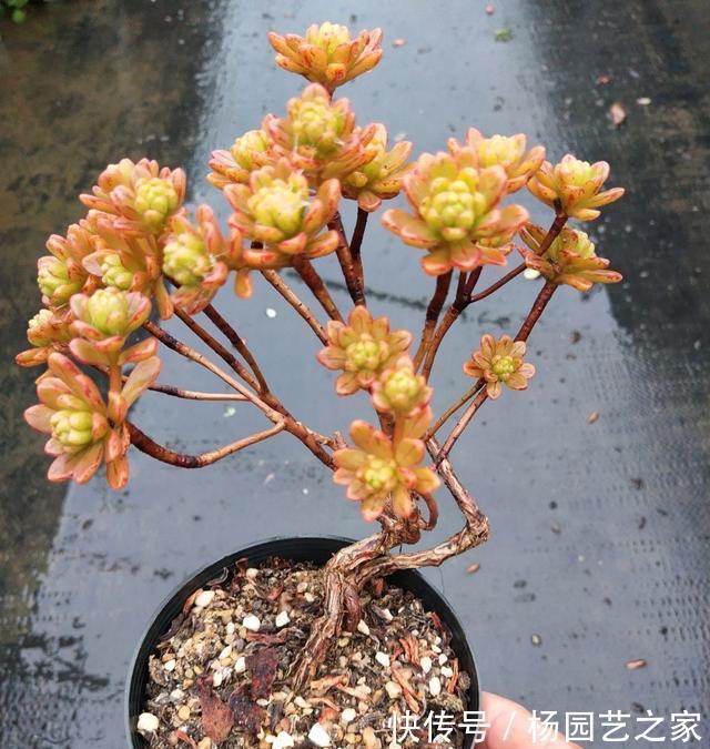 嫌弃|起初很嫌弃的多肉小人祭,变成造型桩之后,就爱不释手了