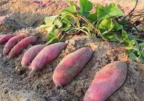 菲律宾@他冒死从国外偷回一根藤,养活中国数千万人口,至今仍被后世纪念