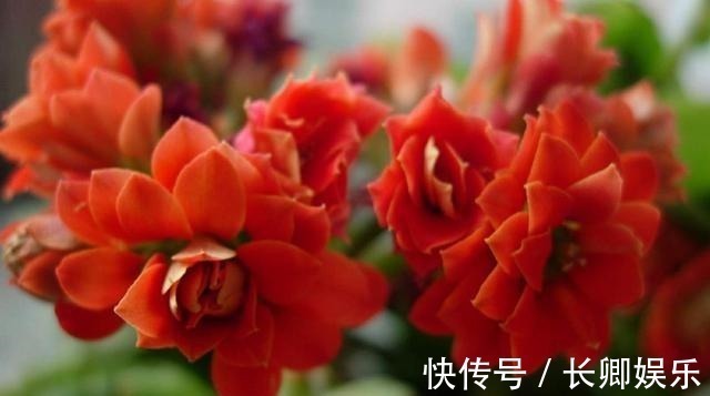 花长寿花|放在阳台不用管的花,就属这两种,开花多漂亮又好养