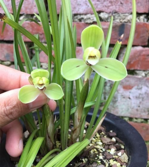  工整|高档春兰“宋梅”，一杆双花，花型工整，养护简单，拥有顶级香味