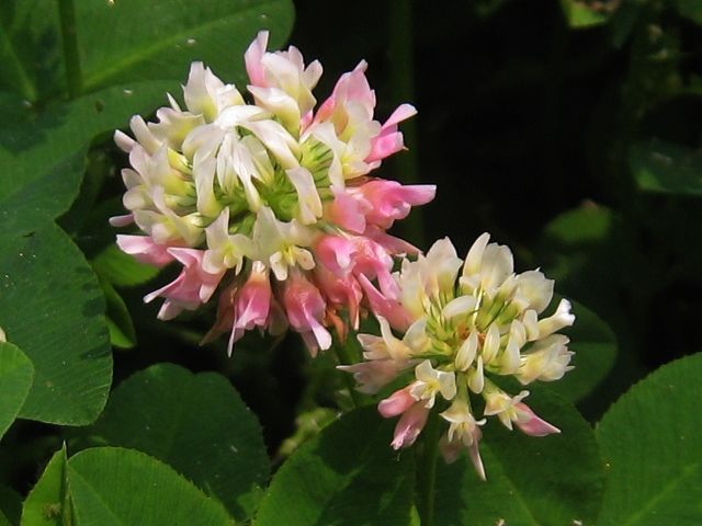 喜欢菊花，不如养盆车轴草，花开赛菊花，美不胜收，寓意吉祥好养