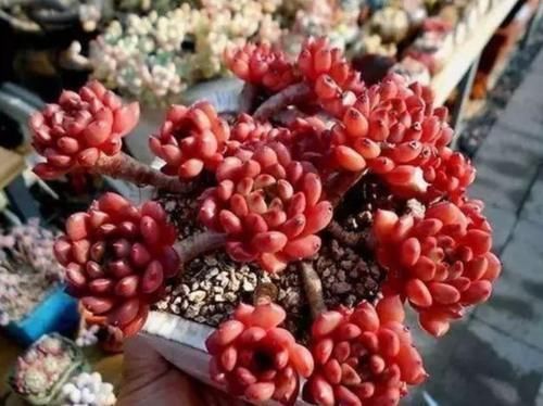 花盆|养多肉植物,用上4个“小技巧”,长成老桩更漂亮