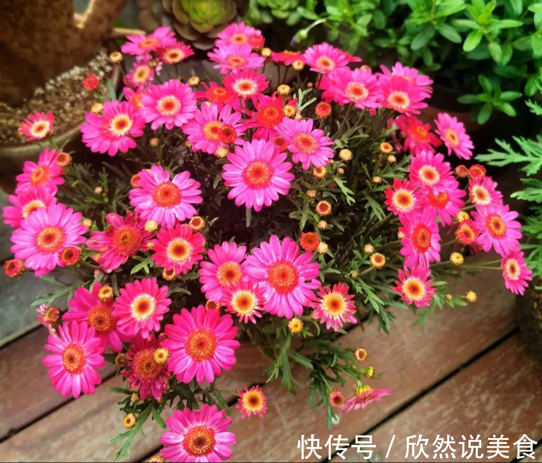 什么淘米水、啤酒水都不如“这样”施肥,用对方法,才能多开花