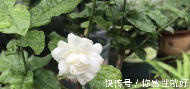 茉莉花僵苗怎么办2个“动作”改过来，新芽又窜满，开花开不停！