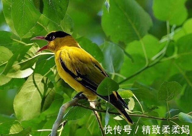 清幽|韦应物最著名的七绝诗之一,创造了极美的意境,流传千古而不朽