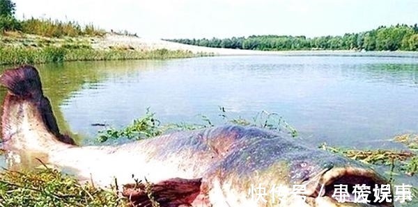 捕捞@怪石湖水怪之谜:水下生物被捉后,引发的灾难令人警醒