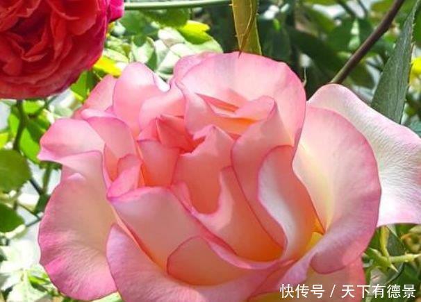 谁见了都喜欢的3种花,沾土就能活,开花就爆盆,不易生病好养护