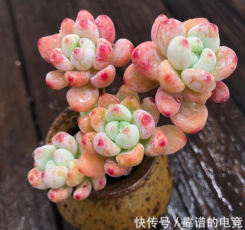 想让多肉冬季“变美”,除“阳光”多些,3“动作”也要重视