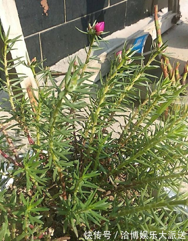 养护|偷偷给妈妈养的太阳花狠狠剪了个光头，一个月后开花爆盆，真值