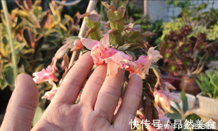 蟹爪兰要会“掐”,经常“掐一掐”,叶片又厚又大,一年花开多次