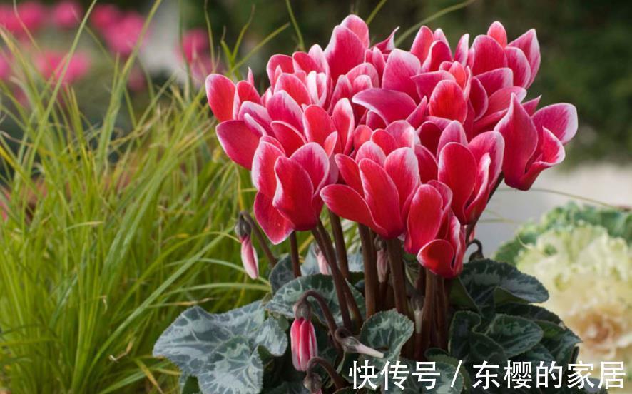 10月推荐你养3种花,颜值高价格便宜,不到10块就能买一盆