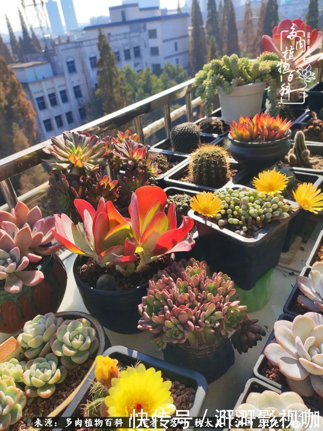 长势|为提升免疫力而养多肉植物，养肉后，体弱的我身体越来越好！