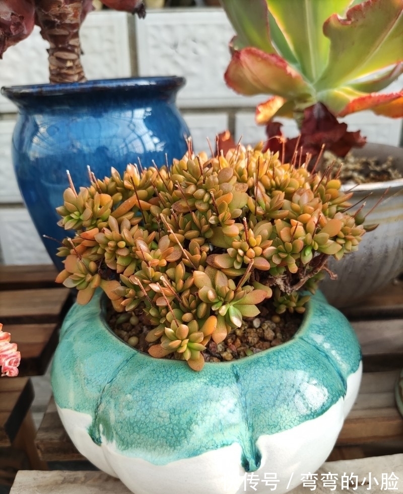 诺娃|有事没事看看多肉,才是度夏的基本保障