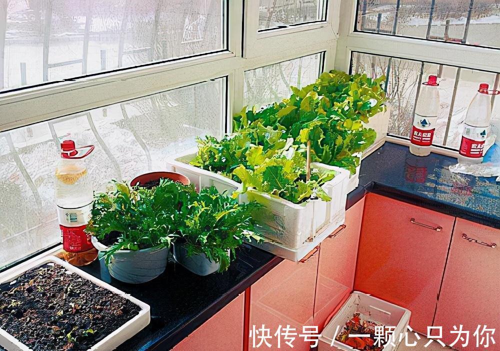 植物|盆栽花卉长得超慢,4个废料垫土壤1/3处,蹭蹭猛长