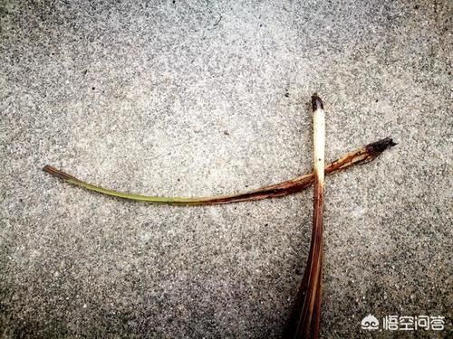 兰花怎么知道烂没烂根？