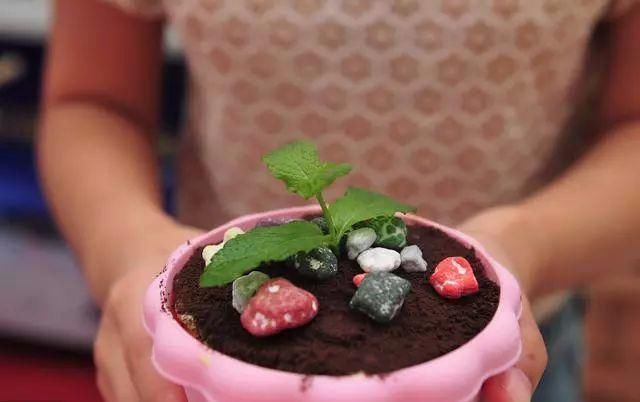 花盆|家庭养花的知识与技巧,你掌握了吗?