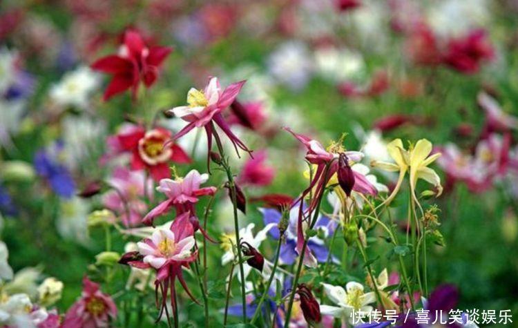 栀子花|4种花养家里,人养花,花也养人,花香四溢飘满屋,美