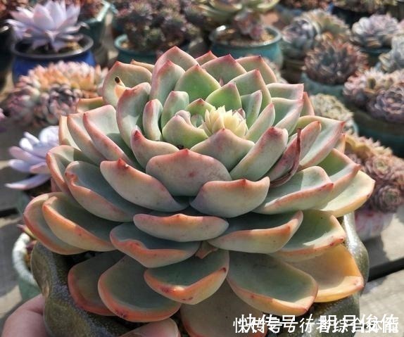 拍照|放在顶楼露养1个月后,给多肉拍照的时候,再也不用开滤镜了!