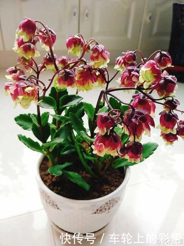 吊兰长满小金鱼,养上5年,越养越上瘾!