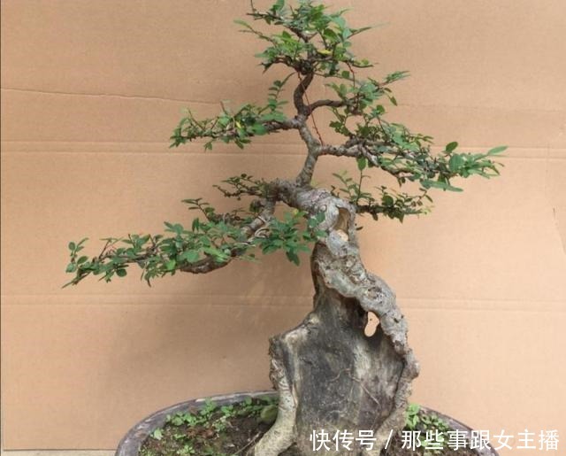 野外5种树木,常有奇异造型,适合做成美观的盆景!