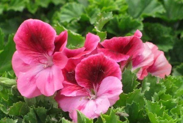 典雅|农历7月6号起,最适合养这些花,美观又大气,花开不断,高贵典雅