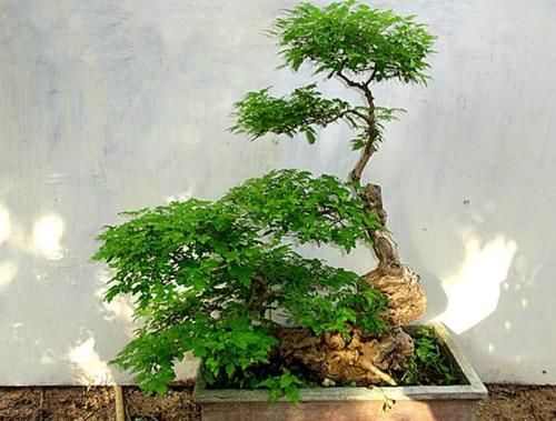 山上的“黄荆疙瘩”，做成盆景，古朴苍劲枝叶扶疏，观赏性强