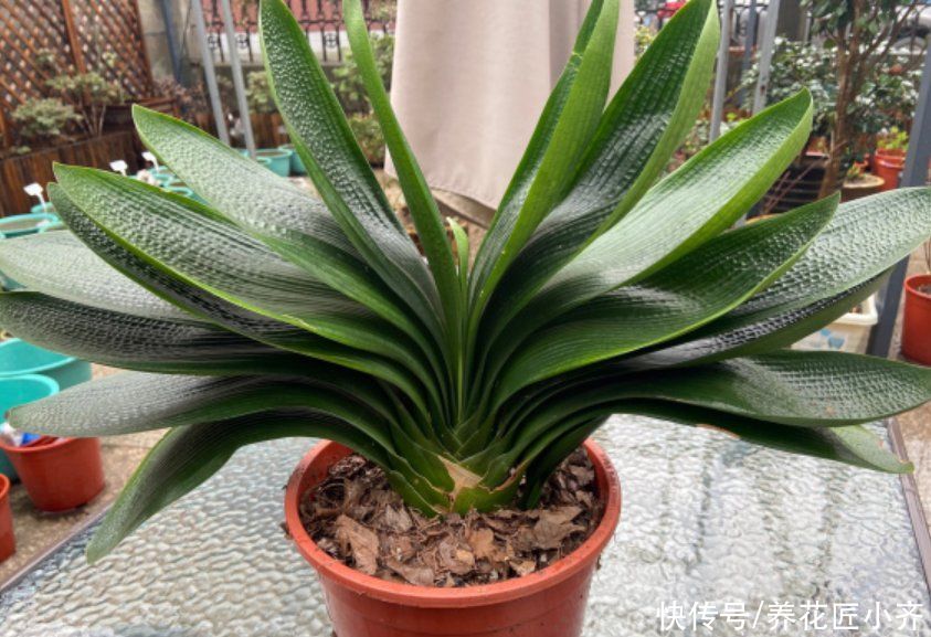温度越来越高，了解君子兰夏季“3怕”，避免叶子油绿，不再烂根