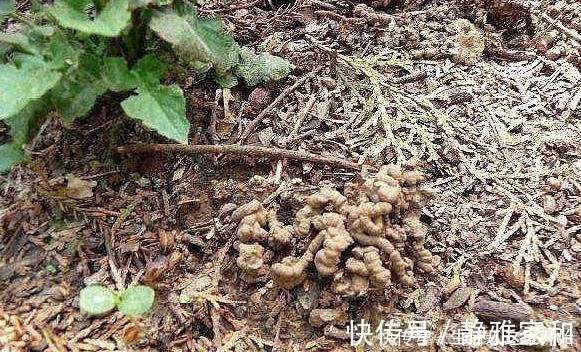 平哥|什么花生壳、柳树皮都不如这“2种肥”，盆里埋一点，养啥都爆盆！