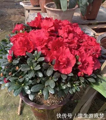 新买的杜鹃，记住4点，不黄叶不落叶，盆盆都能开爆